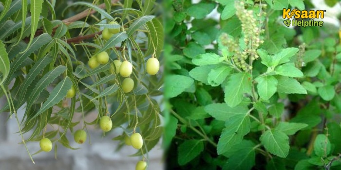 फल एवं सब्जियों में प्रयोग की जाने वाली नीम तुलसी आधारित सुरक्षित कीटनाशक बनाने की विधि फल एवं सब्जियों में प्रयोग की जाने वाली नीम तुलसी आधारित सुरक्षित कीटनाशक बनाने की विधि